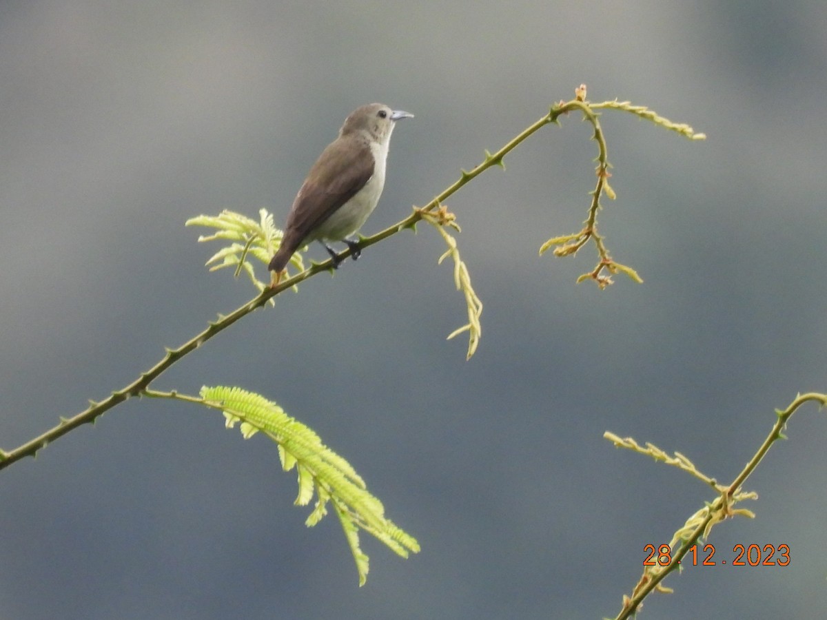 Nilgiri Flowerpecker - ML612773664