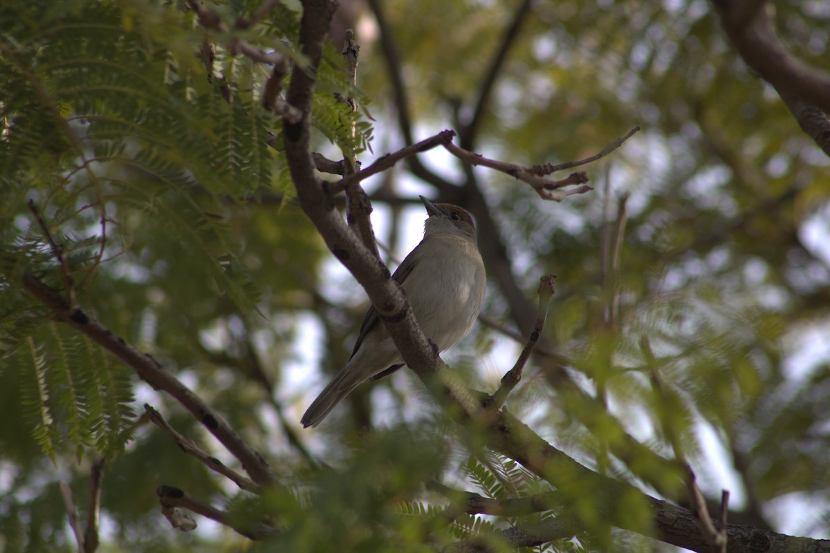 Eurasian Blackcap - ML612773671