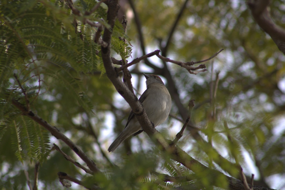 Eurasian Blackcap - Héctor Gallego Pascual