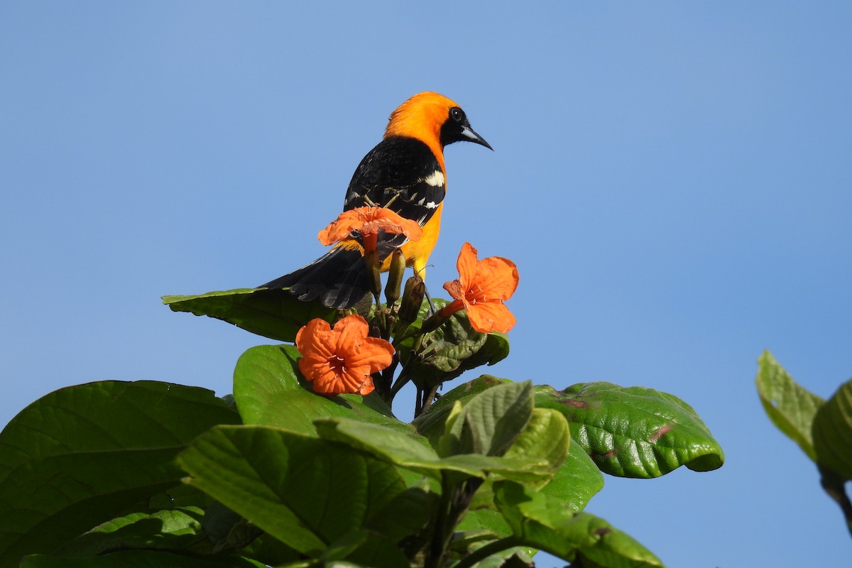 Hooded Oriole - ML612773690