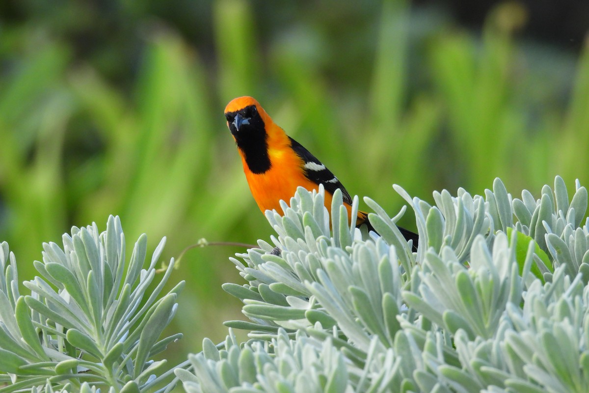 Hooded Oriole - ML612773693