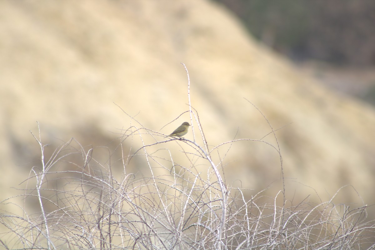 Common Chiffchaff - ML612773696