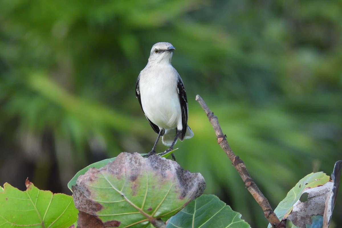 Tropical Mockingbird - ML612773734