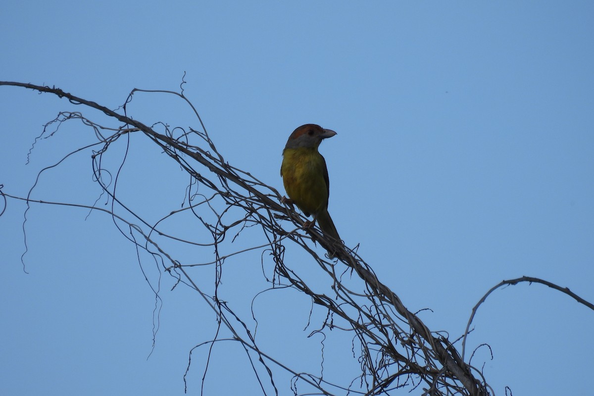 Rufous-browed Peppershrike - ML612773773