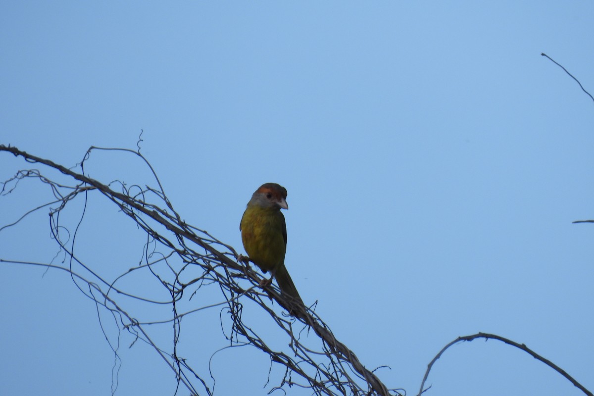 Rufous-browed Peppershrike - Lillian G