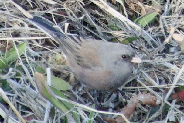 Dark-eyed Junco (Pink-sided) - ML612773817