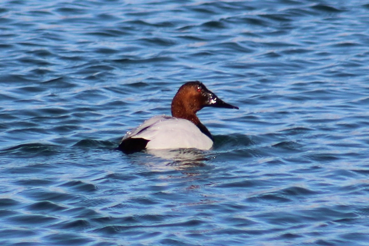 Canvasback - ML612773825