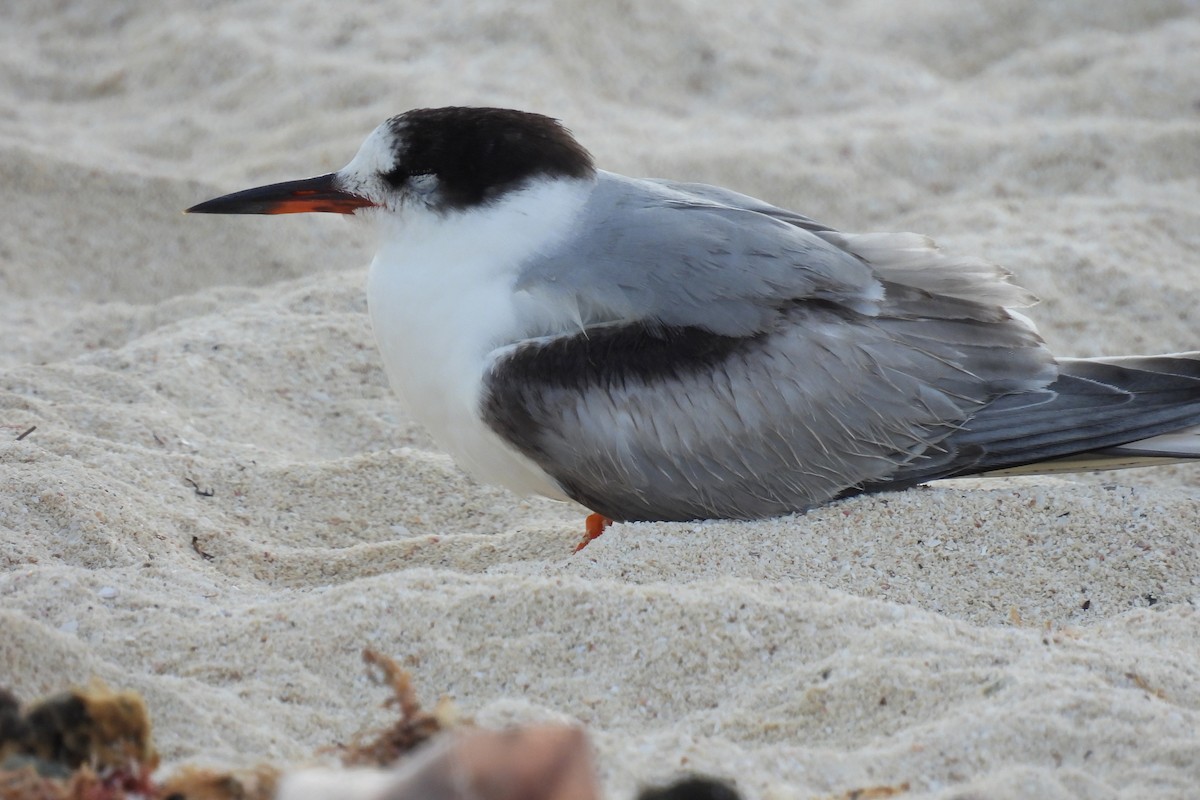 Common Tern - ML612773842