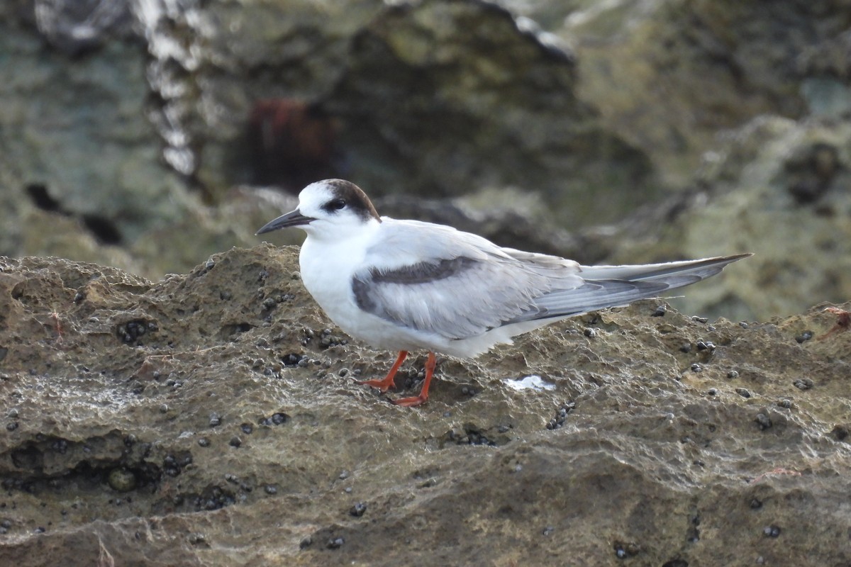 Common Tern - ML612773843