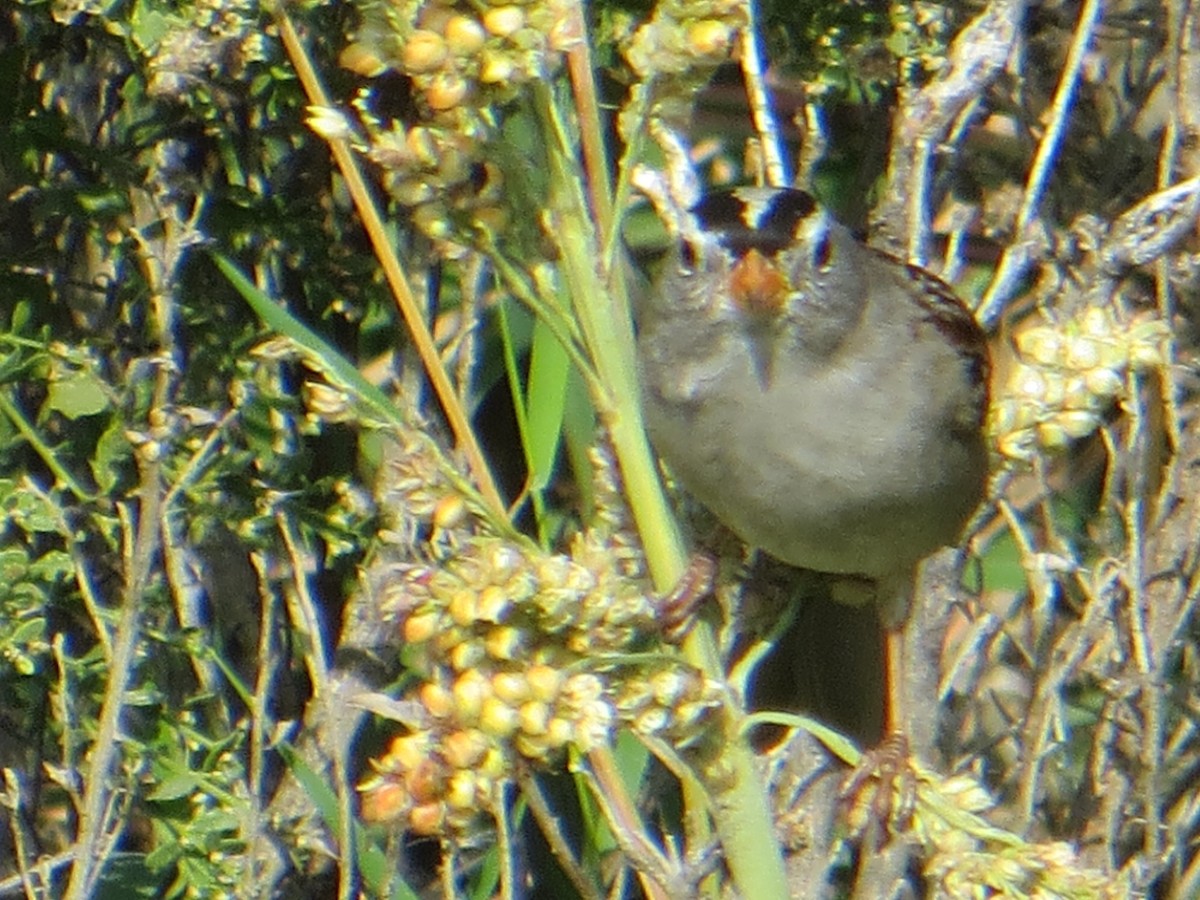 White-crowned Sparrow - ML612773861