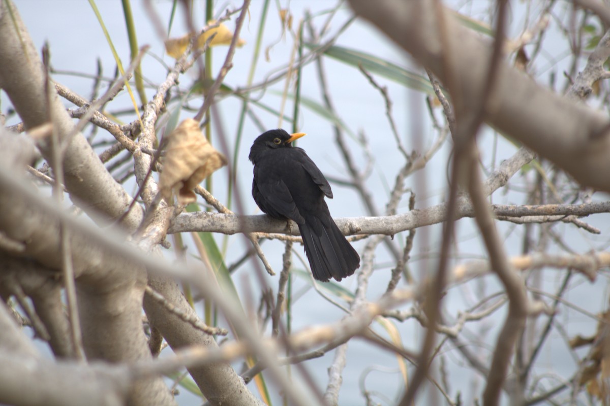 Eurasian Blackbird - ML612773881