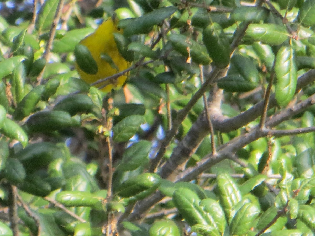 Yellow Warbler - ML612773884