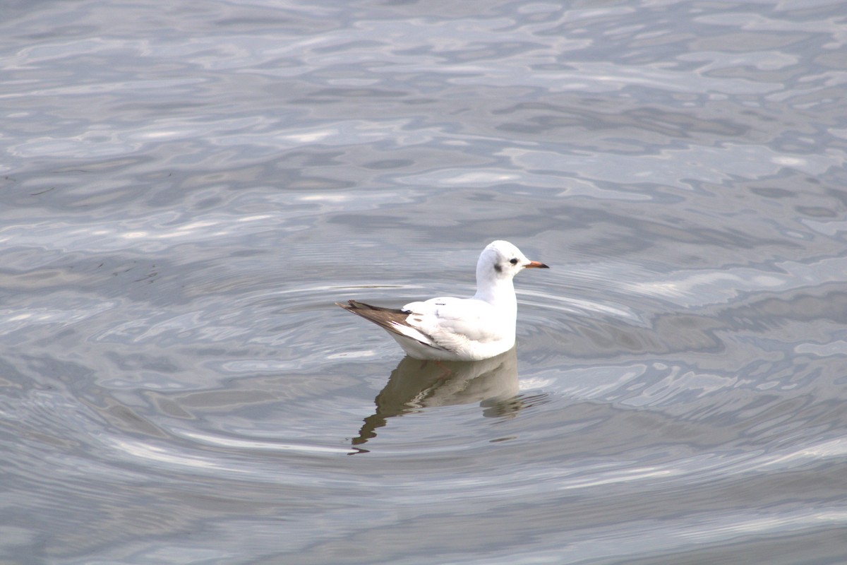 Mouette rieuse - ML612773885