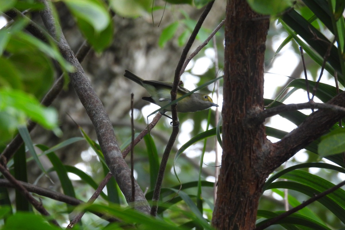 White-eyed Vireo - Lillian G