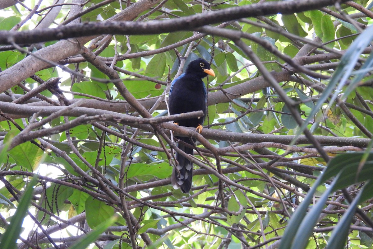 Yucatan Jay - ML612773911