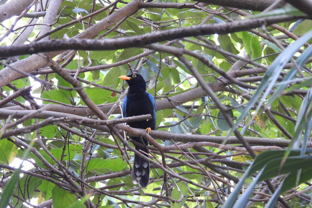 Yucatan Jay - ML612773912