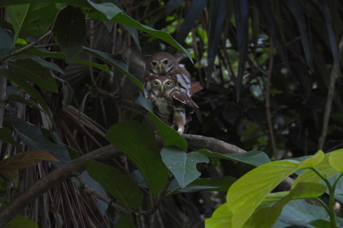 Ferruginous Pygmy-Owl - ML612773927