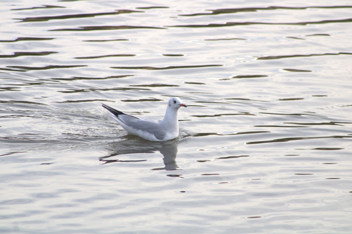 Gaviota Reidora - ML612773936