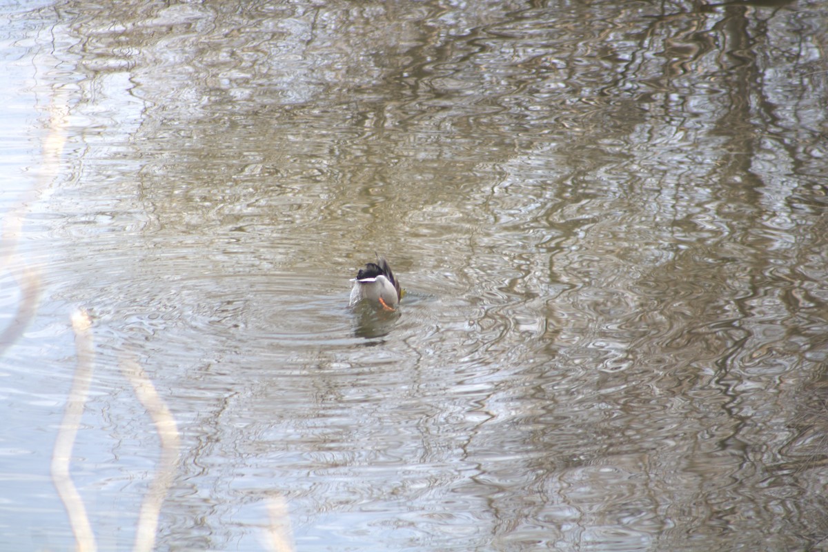 Canard colvert - ML612773945