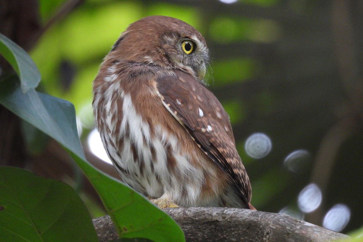 Ferruginous Pygmy-Owl - Lillian G