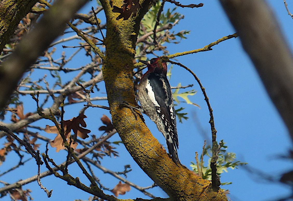 Red-breasted Sapsucker - ML612773957