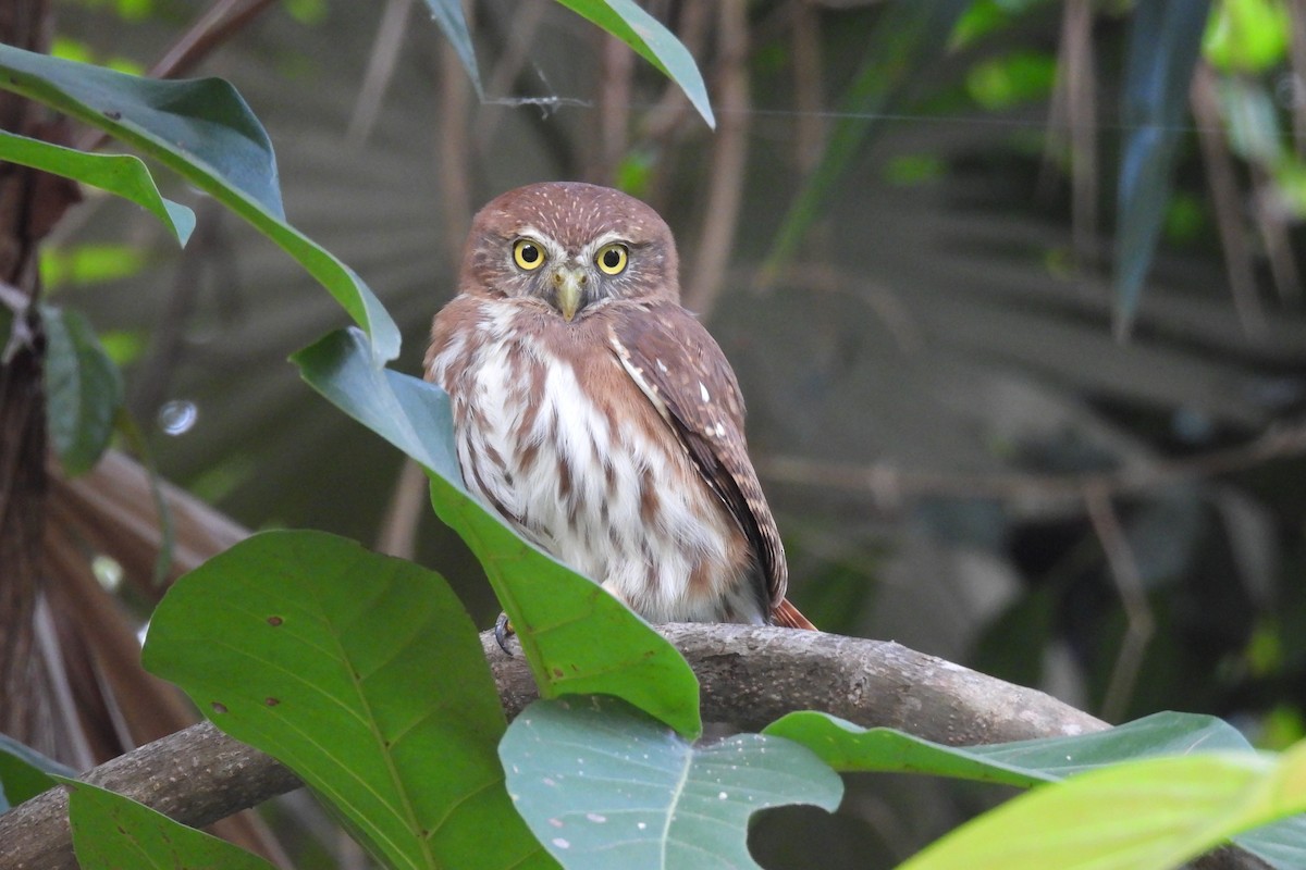 Ferruginous Pygmy-Owl - ML612773971