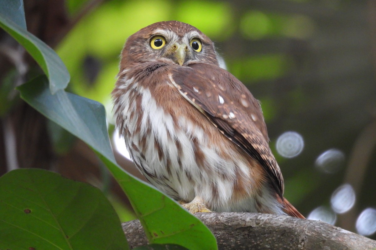 Ferruginous Pygmy-Owl - ML612773972