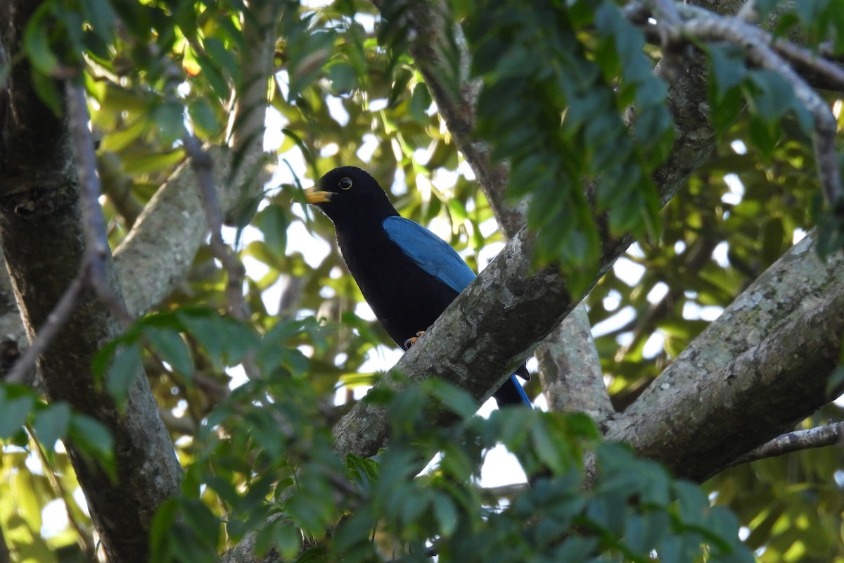 Yucatan Jay - ML612774144