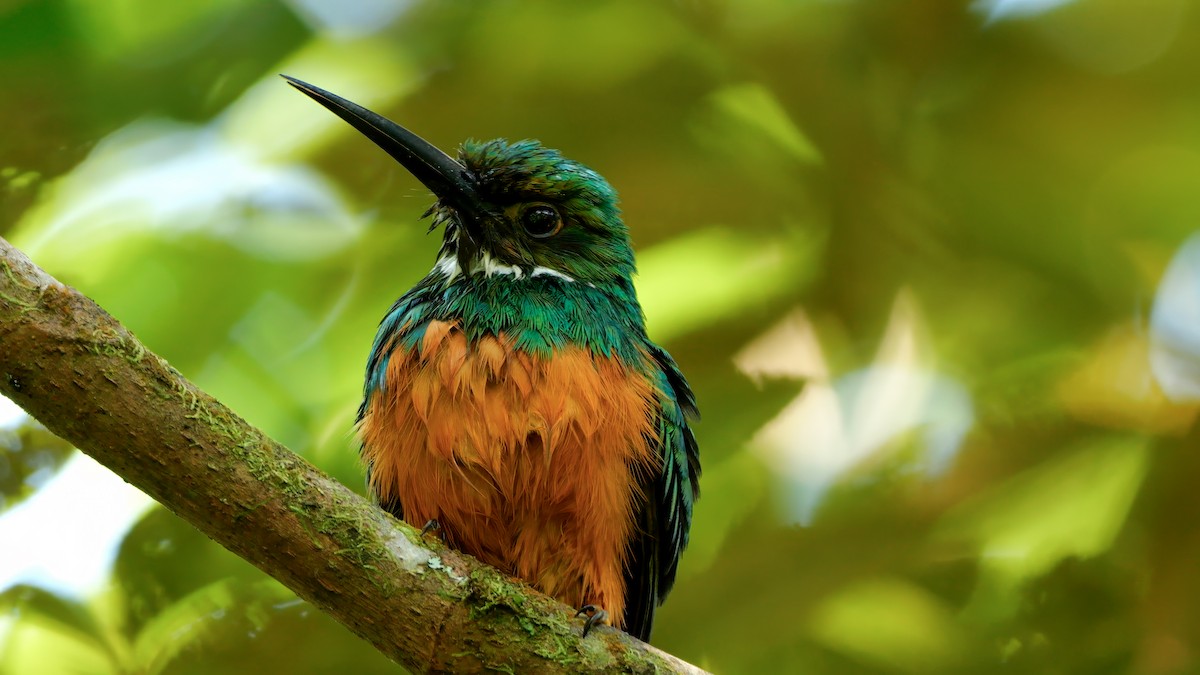 Rufous-tailed Jacamar - Mike Melton