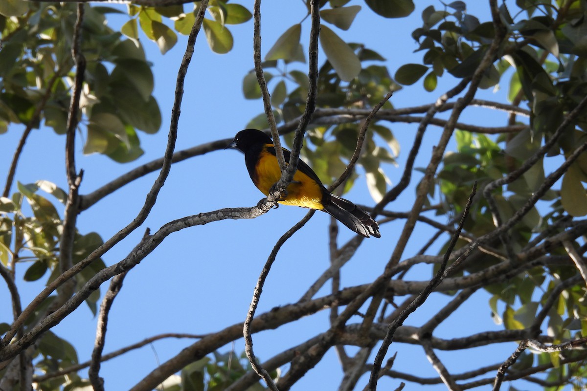 Black-cowled Oriole - ML612774179