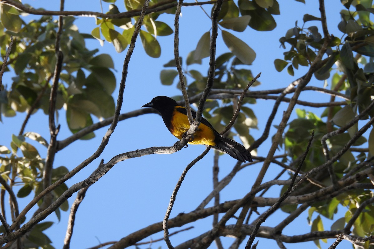 Black-cowled Oriole - ML612774180