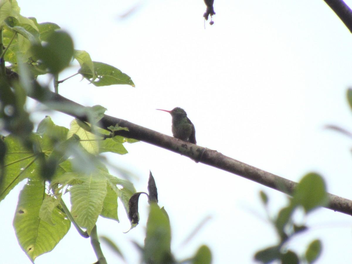 Rufous-tailed Hummingbird - ML612774230
