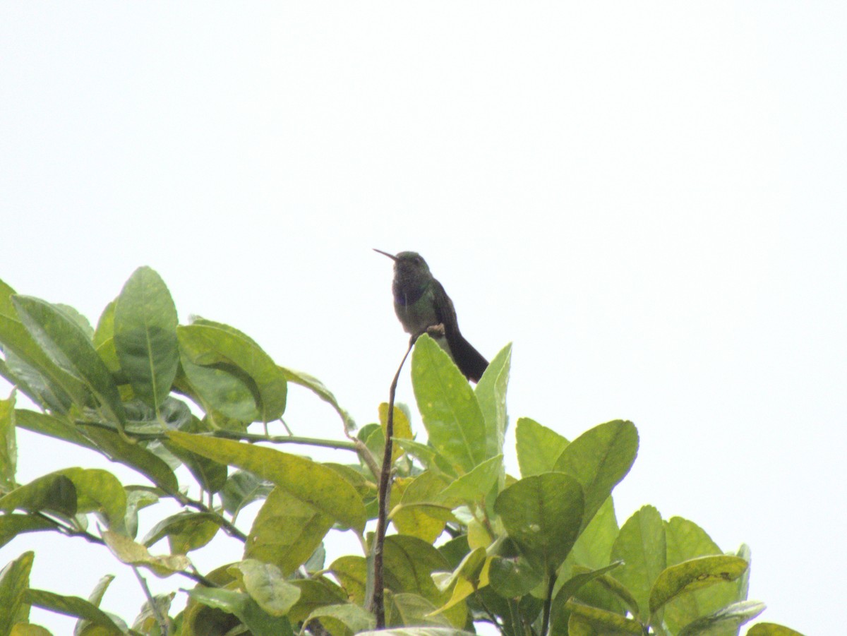 Purple-chested Hummingbird - ML612774253
