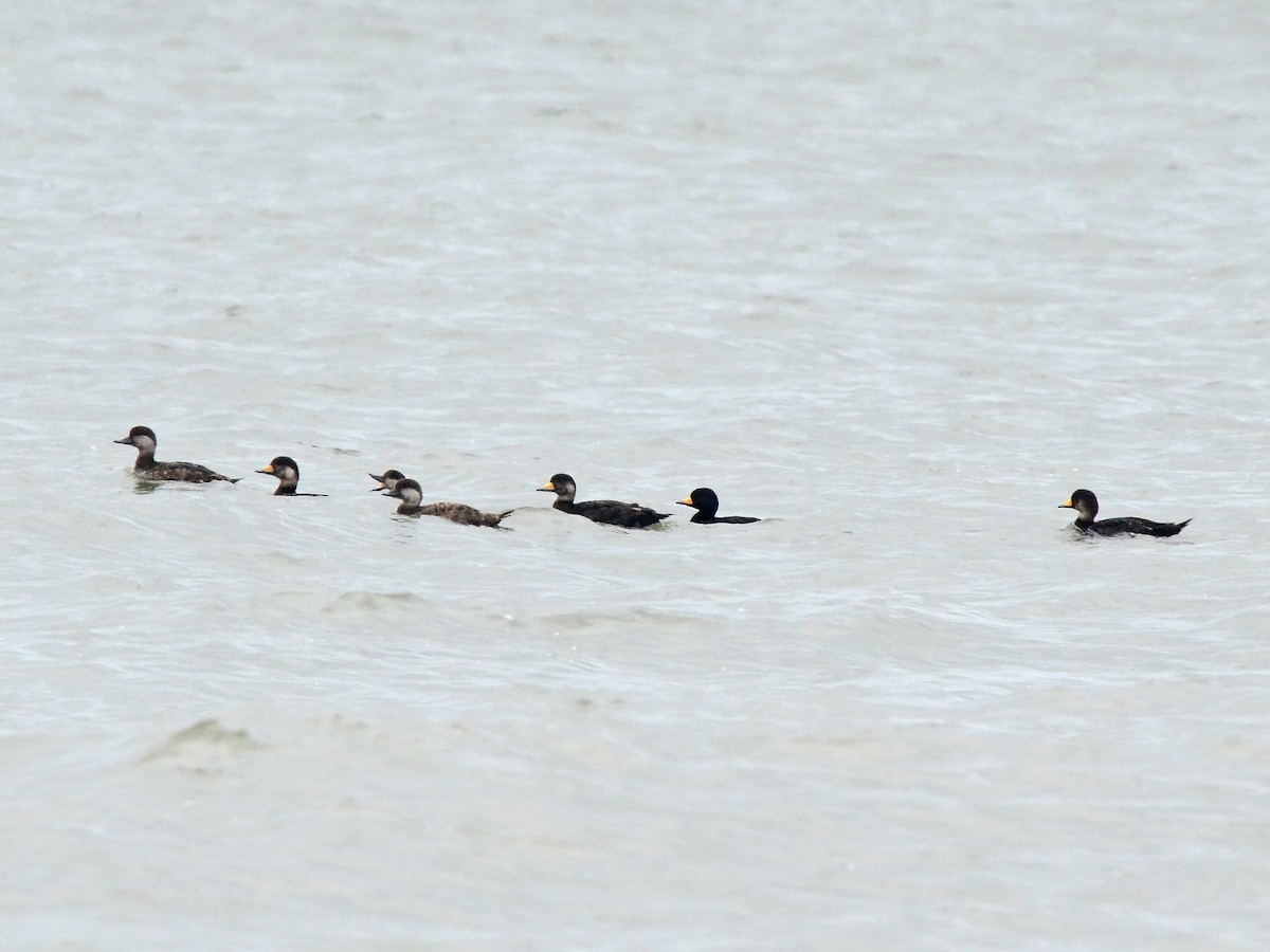 Black Scoter - Joel McNeal