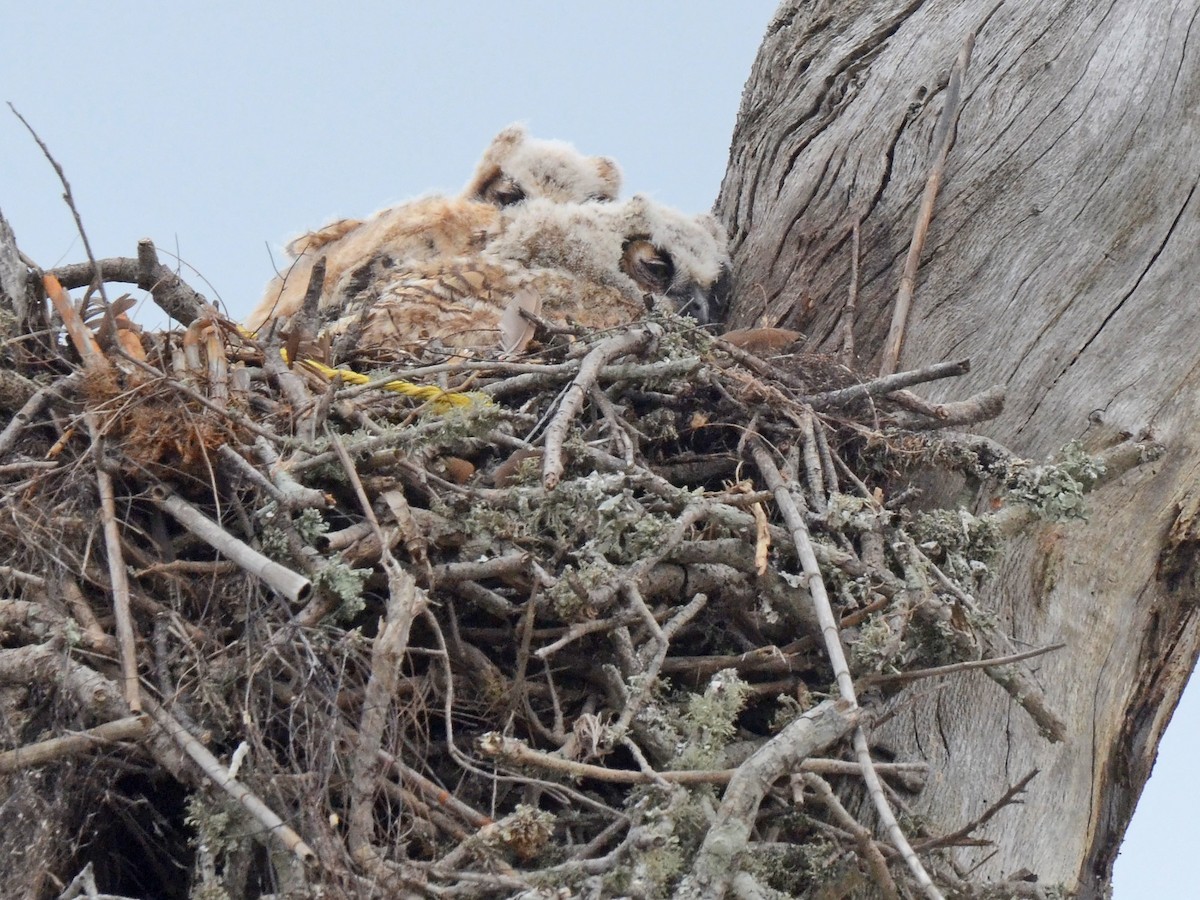 Great Horned Owl - ML612774299