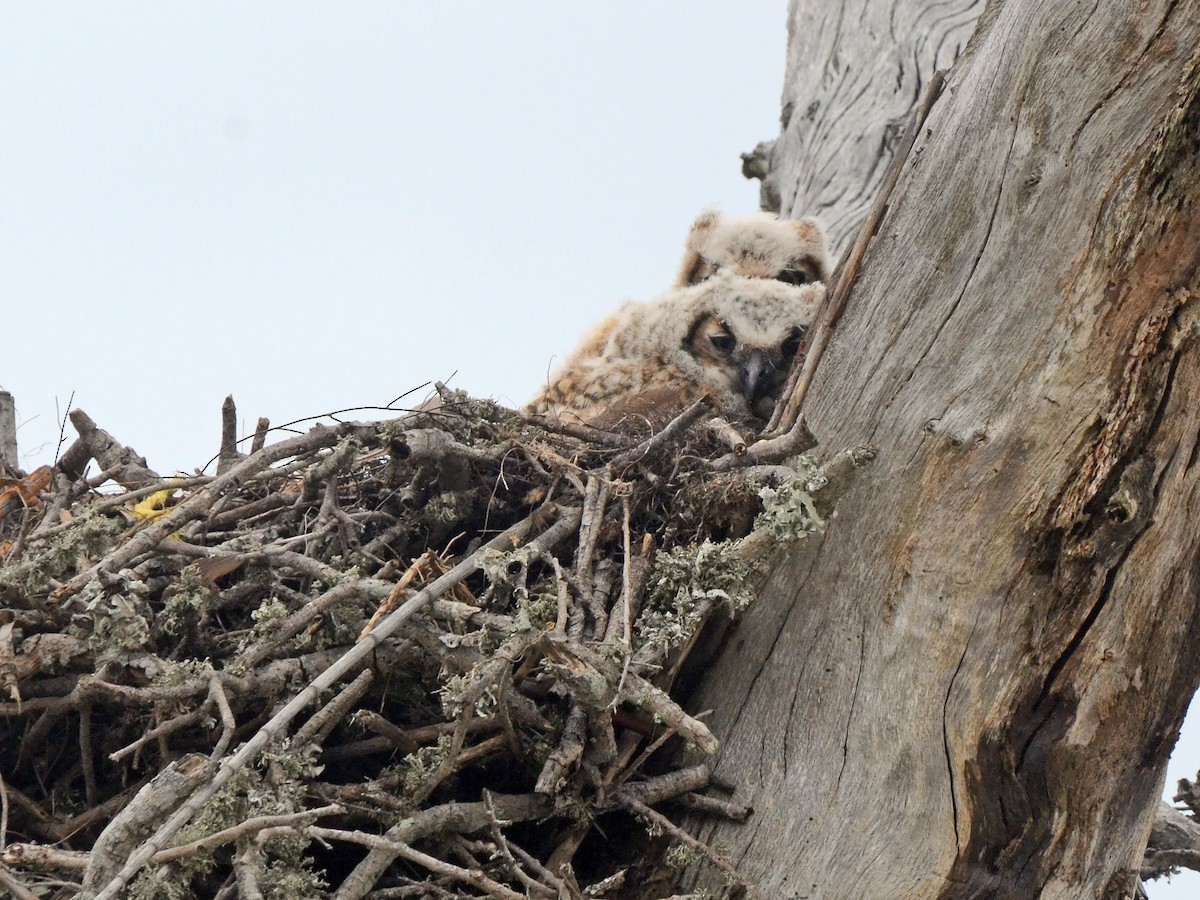 Great Horned Owl - ML612774300