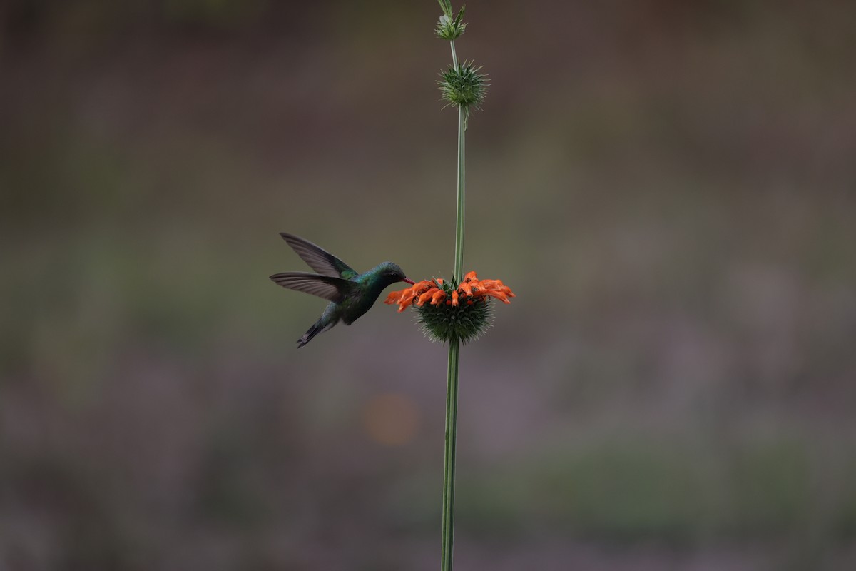 Broad-billed Hummingbird - L. Ernesto Perez Montes (The Mexican Violetear 🦉)