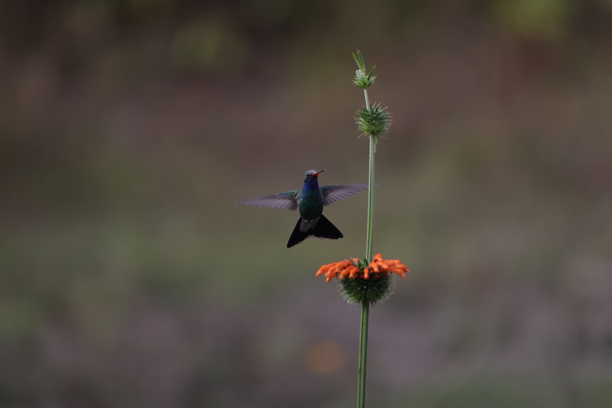 Broad-billed Hummingbird - L. Ernesto Perez Montes (The Mexican Violetear 🦉)