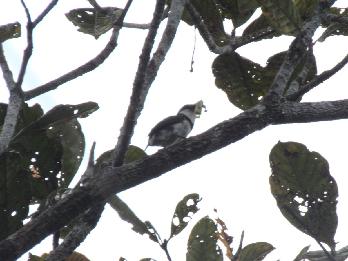 Pied Puffbird - ML612774361