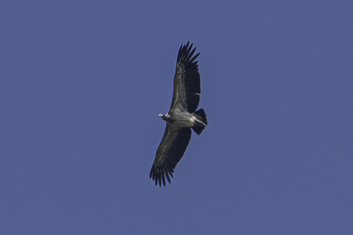 Indian Vulture - David Bishop
