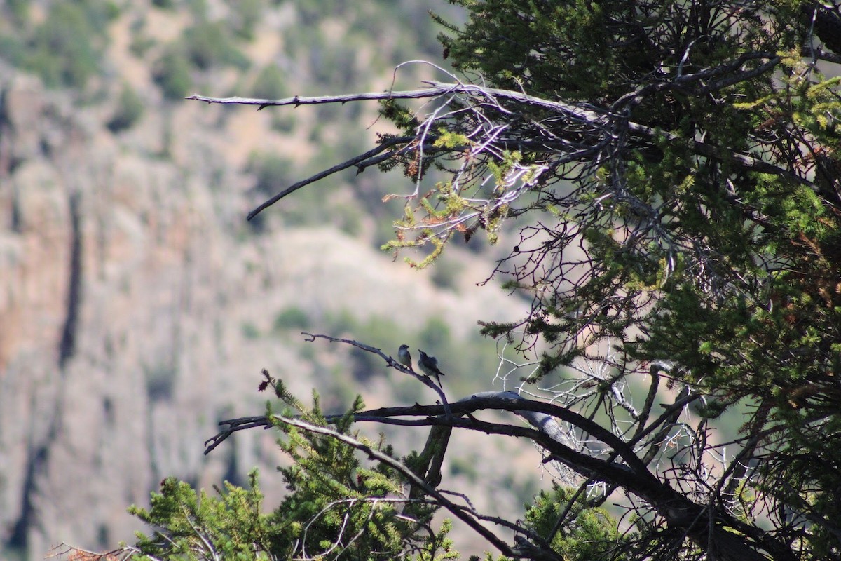 Plumbeous Vireo - ML612774434