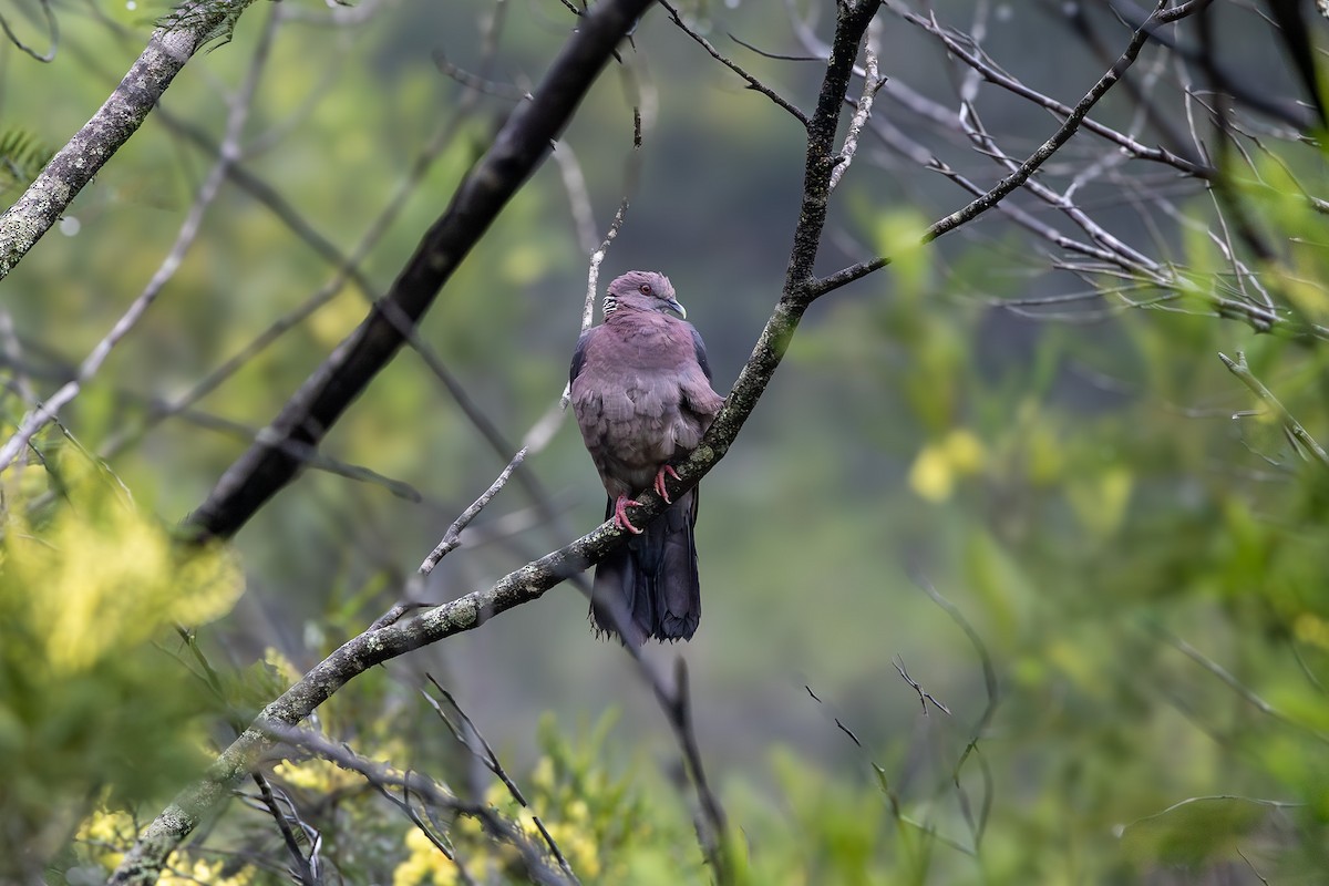 Sri Lanka Wood-Pigeon - Otto Samwald