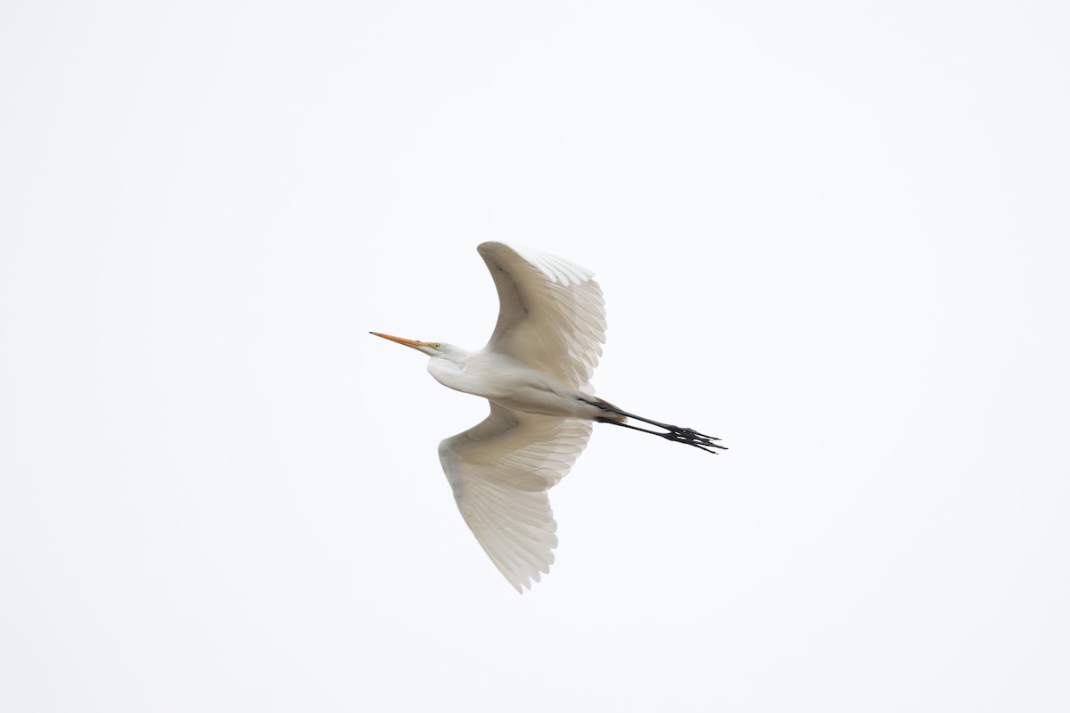 Great Egret (American) - L. Ernesto Perez Montes (The Mexican Violetear 🦉)