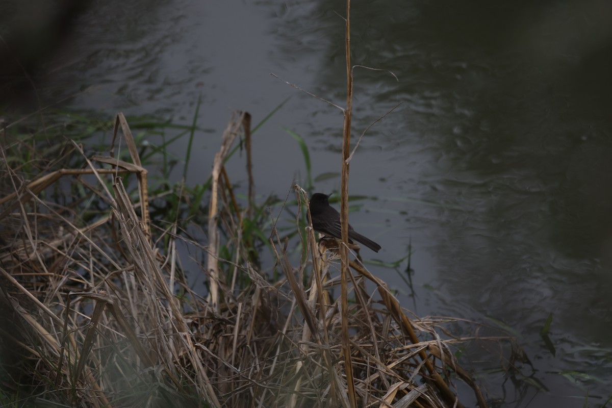 Black Phoebe - L. Ernesto Perez Montes (The Mexican Violetear 🦉)