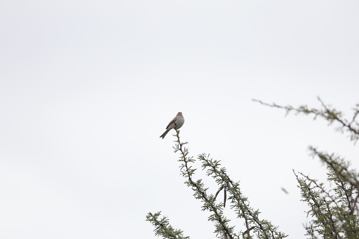 Chipping Sparrow - ML612774614