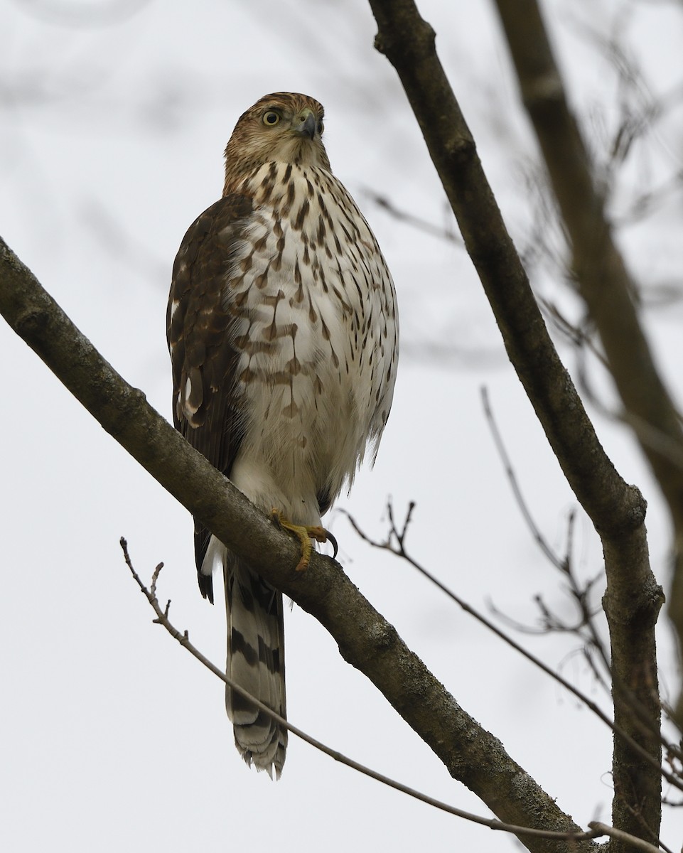 Cooper's Hawk - ML612774640