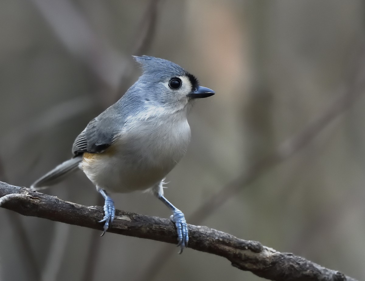 Tufted Titmouse - Jyothish Nelson