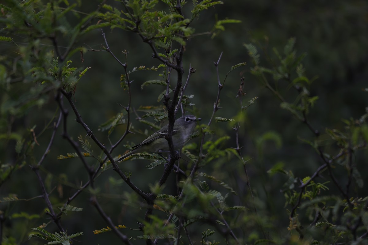 Cassin's Vireo - ML612774705