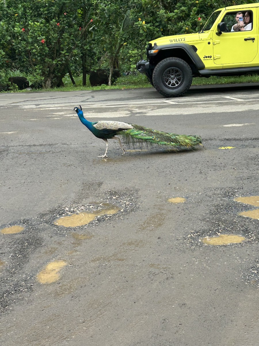 Indian Peafowl - ML612774713