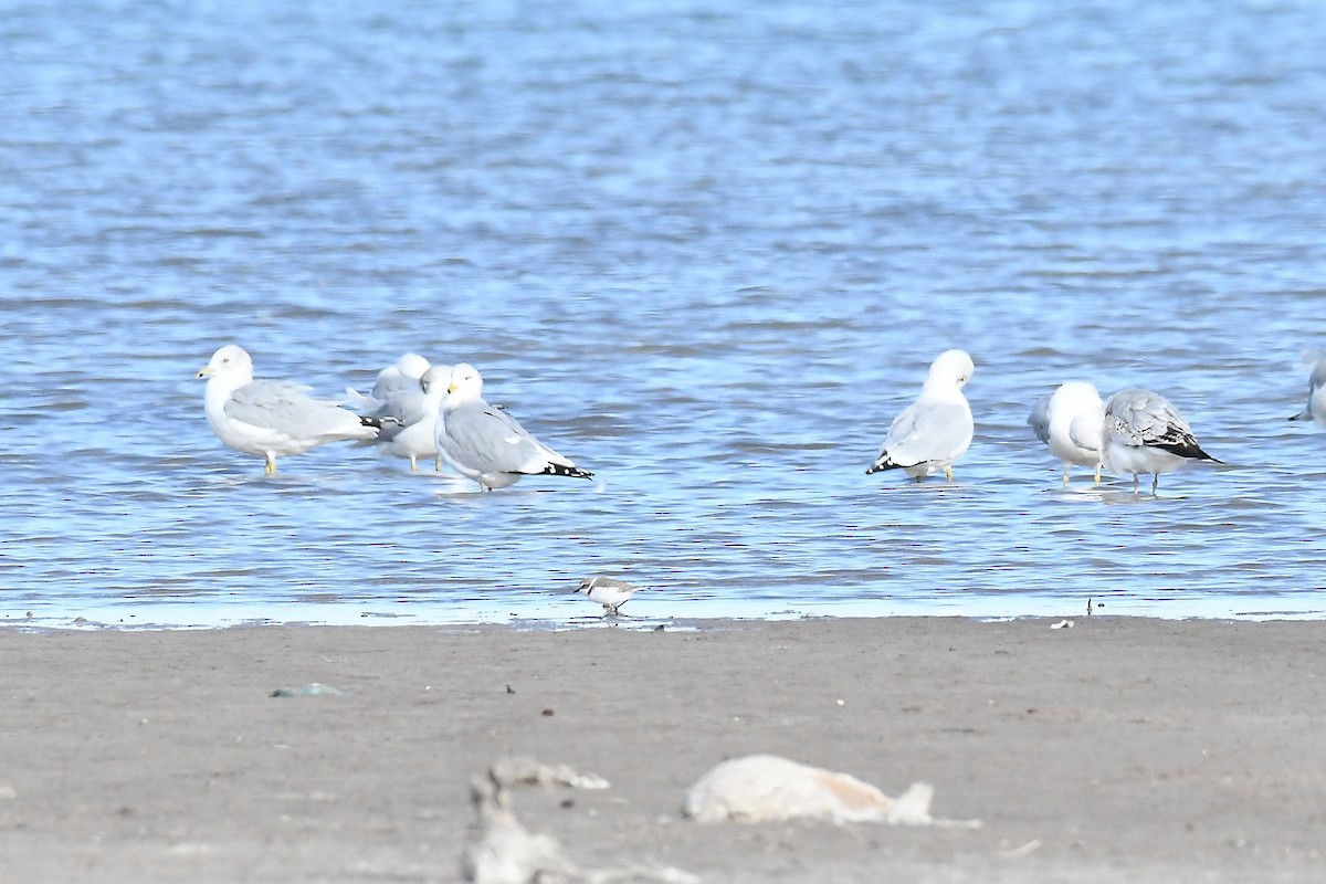 Snowy Plover - ML612774732